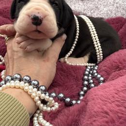 Q-Litter - Mantle female Great Dane puppy in Cadillac, Michigan from Garrow Danes House of Blues