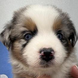 Winnie - Blue merle female Miniature Australian Shepherd puppy in Midway, Texas from L Bar W Aussie Ranch