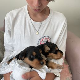 Airedale Terrier Puppies from Mar Vista