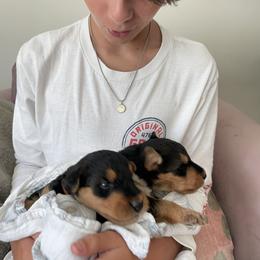 Airedale Terrier Puppies from Mar Vista