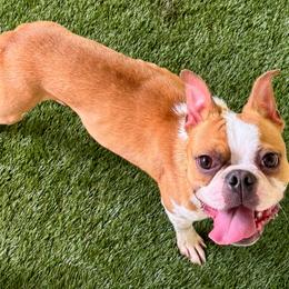 Bert - Red male Boston Terrier puppy in Rosston, Arkansas from Green Acre Boston Terriers