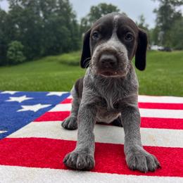 Revere - Liver roan male German Shorthaired Pointer puppy in Dugspur, Virginia from Pilgrims Trails Shorthairs