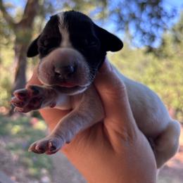 Parsley - green collar - Black roan male German Shorthaired Pointer puppy in Mokelumne Hill, California from Underhill GSP