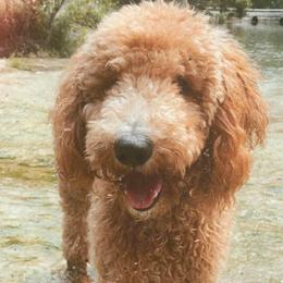 Wes - Poodle
