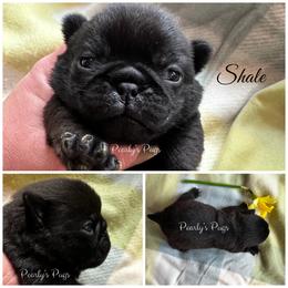 Shale - Black male Pug puppy in Summerville, Georgia from Pearly’s Pugs & Pollywog Poodles