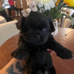 White Girl - Black and white female Shorkie puppy in San Tan Valley, Arizona from Great Mates