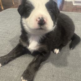 Frosty - Black & white male Miniature Australian Shepherd puppy in Alexandria, Virginia from Fairfax Aussies
