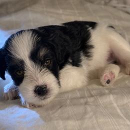 Matcha - Parti male Miniature Schnauzer puppy in La Mirada, California from SchnauzersRus