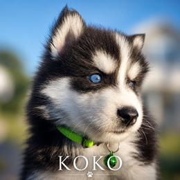 Boy 2 (KO-KUO aka Ko.Ko) - Black and white male Pomsky puppy in Norfolk, Virginia from 'Brick'House Couture Pomskies