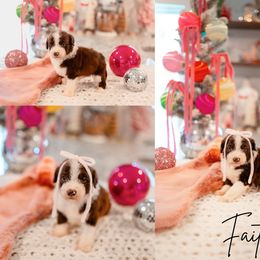 Faith - Brown and white female Aussiedoodle puppy in Inman, South Carolina from Dark Corner Doodles