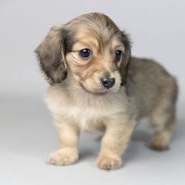 Swiss - Cream female Dachshund puppy in Boswell, Indiana from Golden Moose Homestead