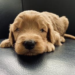 Goldendoodle Puppies from Doodifuldoods