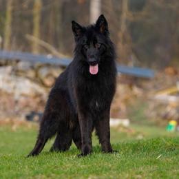 Kujo - Black male German Shepherd puppy in Howard City, Michigan from Sherman's Shepherds