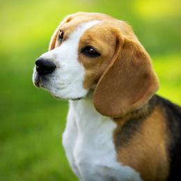 Kiwi - Beagle