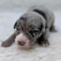 Baloo - Gray Collar - Blue merle male Australian Shepherd puppy in San Marcos, California from Faith Family Freedom Farm