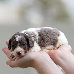 Yoshi - Blue merle male Aussiedoodle puppy in Jacksonville, Florida from Lolo’s Aussiedoodle