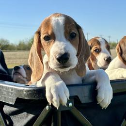 Wesley - Black white and tan male Beagle puppy in Katy, Texas from Houston’s Howlin’ Hounds
