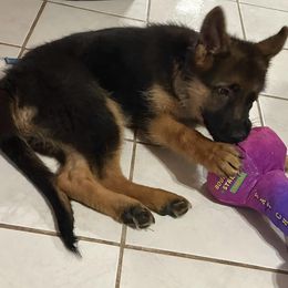 German Shepherd Puppies from Ewig Krieger Kennels