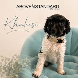 Khaleesi - Parti female Poodle puppy in Ponce De Leon, Florida from Above the Standard Dogs