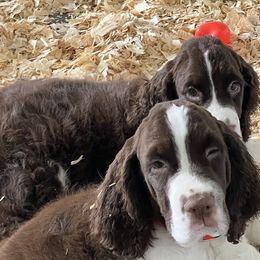 English Springer Spaniel puppies from Polesitter English Springer Spaniels