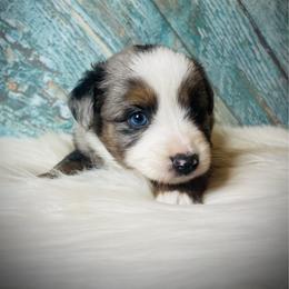 Cowboy - male Miniature Australian Shepherd puppy in Opelika, Alabama from Haden’s Mini Aussies