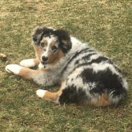 Australian Shepherd Puppies from Soggy Bottom Farms