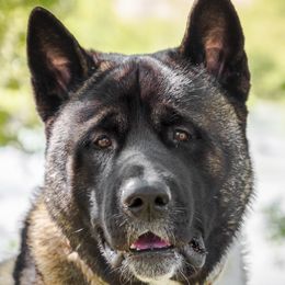 Kai - Akita