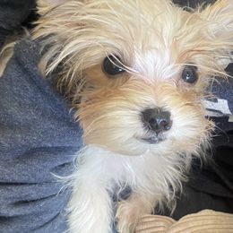 Pomeranians and Yorkshire Terriers from BC Breeders Association