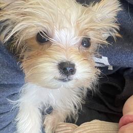 Pomeranians and Yorkshire Terriers from BC Breeders Association