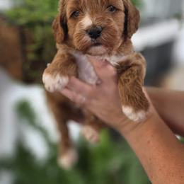Stella - Apricot female Goldendoodle puppy in Decatur, Tennessee from Diamond's Doodles