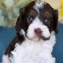 Vanessa - Brown and white female Cockapoo puppy in Yuciapa, California from AlltheDoodlez_