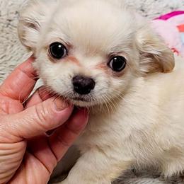 Snow - Cream male Chihuahua puppy in Ligonier, Indiana from Country Charm Chihuahuas