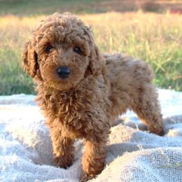 Jack- Male- AKC Mini Poodle- Stokesdale, NC - Red  male Poodle puppy in Stokesdale, North Carolina from His and Hers Poodles and Doodles