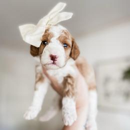 Marshmallow - Red  female Goldendoodle puppy in Hopkins County, Texas from Boutique Doodles