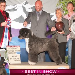 Merlin - Portuguese Water Dog