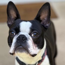 Boston Terriers from Koch's Boston Terriers