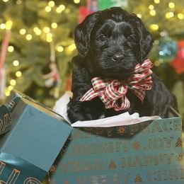 Sparkler (Teal) - Black male Australian Labradoodle puppy in Citrus Heights, California from Elite Blend Labradoodles