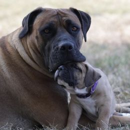 Boerboels from Blazen Boerboels