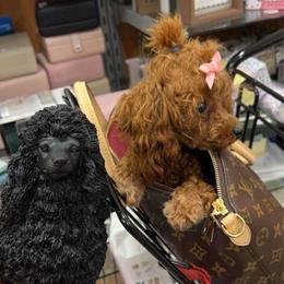 Bear - Poodle