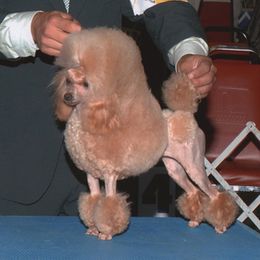 Sabrina - Poodle