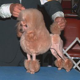 Sabrina - Poodle
