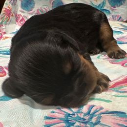 Liberty - Black and tan female Cavalier King Charles Spaniel puppy in Frisco, Texas from Texas Cavalier King Charles Spaniels Manard Enterprises