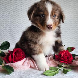 Raider - Red merle male Australian Shepherd puppy in Mountain Grove, Missouri from K Bar H Farms