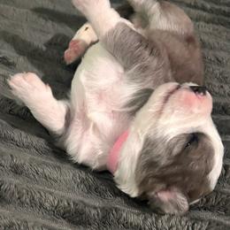 Pink collar - Blue merle female Aussiedoodle puppy in Melrose, Florida from Howdilly Doodley