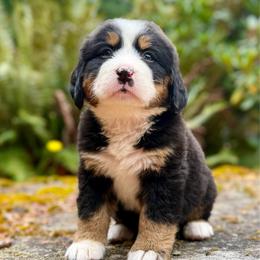 Poison Ivy (Yellow Collar) - Black rust and white female Bernese Mountain Dog puppy in Stanwood, Washington from Butter Cup Pups and Paws