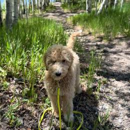 Goldendoodle Puppies from Hannah Mae Doodles