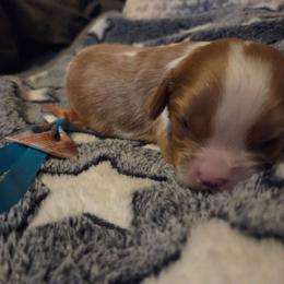 Teal Boy - Blenheim male Cavalier King Charles Spaniel puppy in Forest Lake, Minnesota from Northern Lights Goldens
