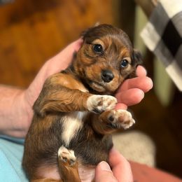 Pecan - Chocolate female Dachshund puppy in Florence County, South Carolina from Modern Family Standards