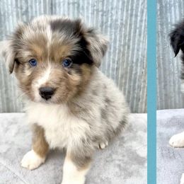 Australian Shepherds from My Aussie Shop