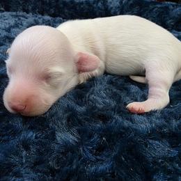 Extreme dapple pie - Dapple female Dachshund puppy in West Plains, Missouri from Spring Creek Dachshunds
